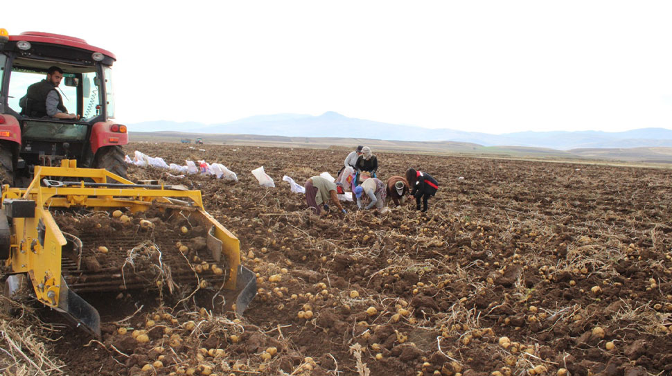Erzincan’ın Tercan ilçesinde kışlık patates hasadı başladı. İlçede yaklaşık 1500