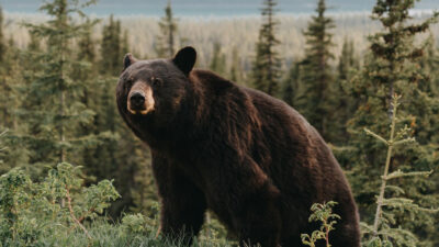 Haber: Muhammed Enes Sevilir Erzincan’ın Üzümlü ilçesine bağlı Bayırbağ köyü