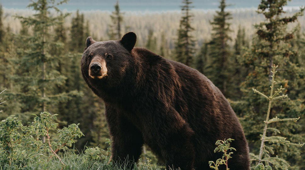 Haber: Muhammed Enes Sevilir Erzincan’ın Üzümlü ilçesine bağlı Bayırbağ köyü