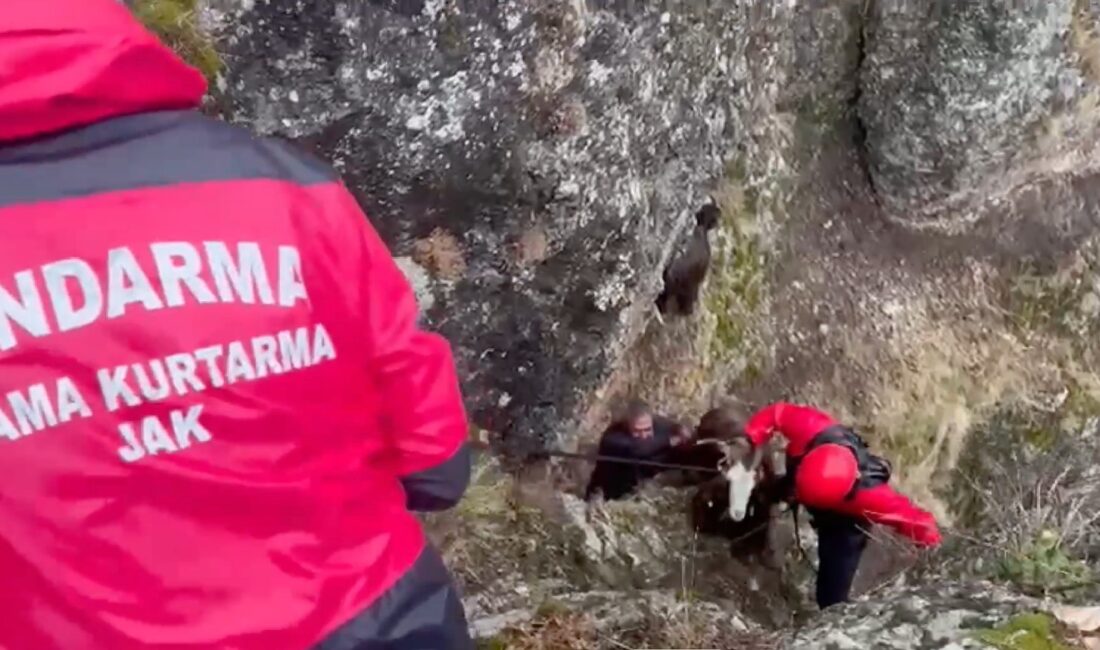 Haber: Muhammed Enes Sevilir Erzincan’da otlamak için dağlık bölgeye çıkan