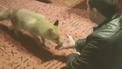 Haber: Muhammed Enes Sevilir Erzincan’ın Tercan ilçesinde yaşanan sıra dışı