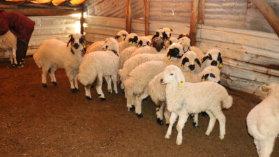 Haber: Muhammed Enes Sevilir Cumhurbaşkanı ile çiftçilerin bir araya geldiği