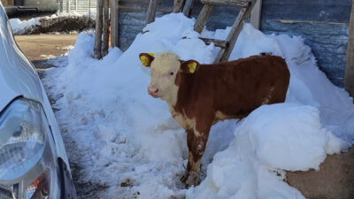 Haber: Muhammed Enes Sevilir Erzincan İli Damızlık Sığır Yetiştiricileri Birliği,