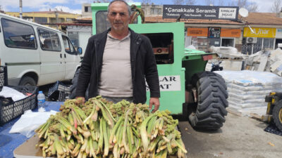 Erzincan’da nisan ayı ortasında toplanmaya başlayan ve “doğu’nun muzu” olarak