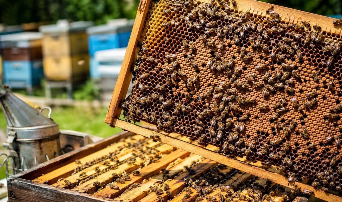 Erzincan Arı Yetiştiricileri Birliği Başkanı Rahmi Özendi, ilkbahar döneminde arı