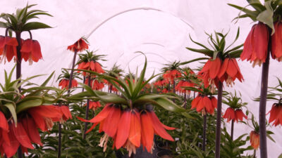 Erzincan’da baharın gelişiyle birlikte doğanın en nadide simgelerinden biri olan