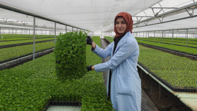 Erzincan’da 18 dönüm alan üzerine kurulu serada faaliyet gösteren fide